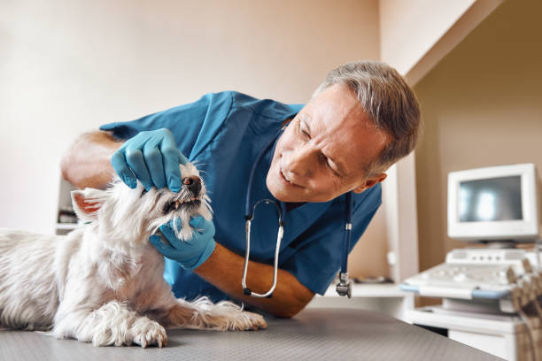 Best Emergency Care for Gum Disease in Bellows Falls, VT